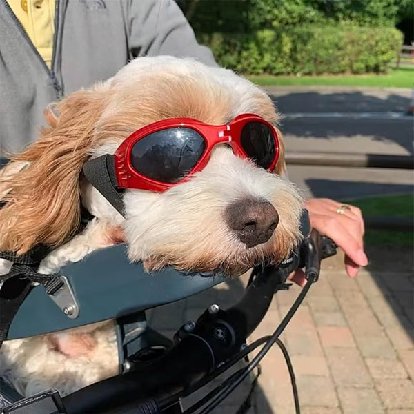 Pet Accessories